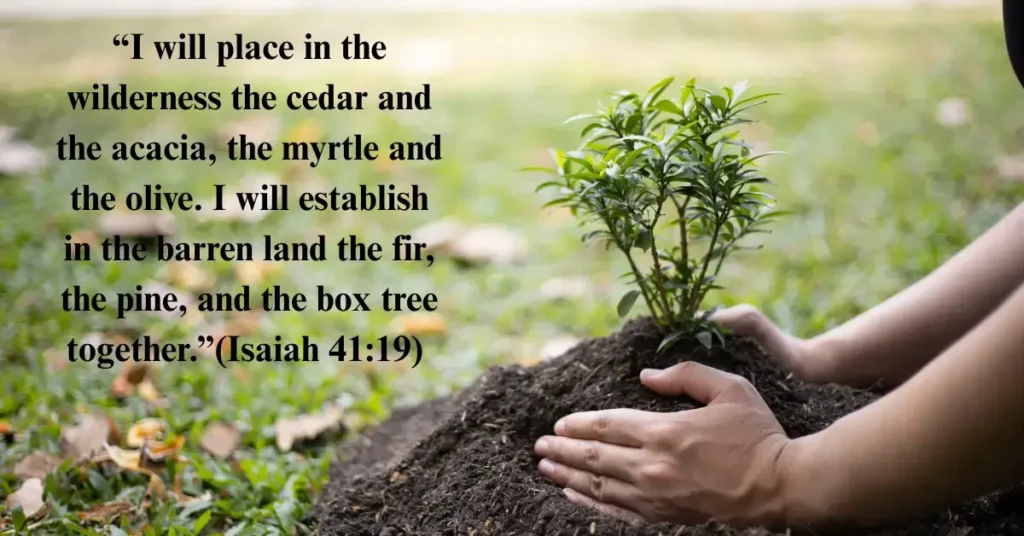24. Isaiah 41:19 – God’s Planting