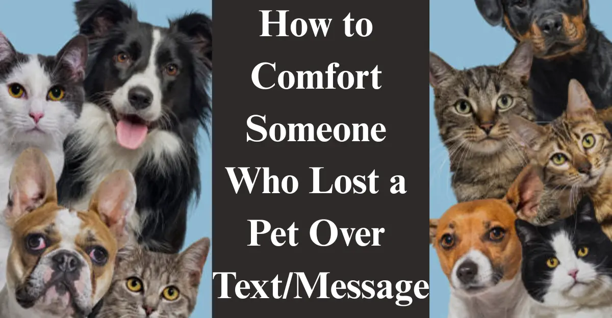 How to Comfort Someone Who Lost a Pet [Text, Sympathy & Healing]