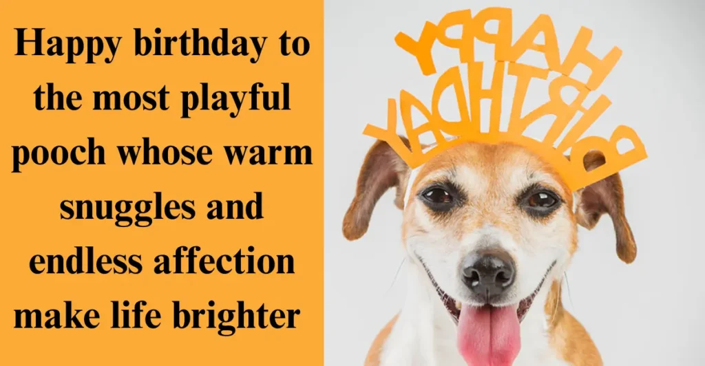 100 Funny And Sweet Happy Birthday Dog Wishes And Messages